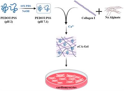 Cardiac tissue engineering: an emerging approach to the treatment of heart failure